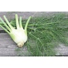 image:imageBurpee Orion Hybrid Fennel Seeds 100 seeds