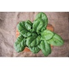 image:imageBurpee Persius Spinach Seeds 250 seedsPersius