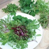 image:imageBurpee Rainbow Mix Microgreens Seeds  Zesty Nutritious Indoor Blend