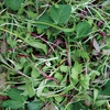 image:imageBurpee Rainbow Mix Microgreens Seeds  Zesty Nutritious Indoor Blend