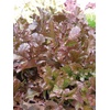 image:imageBurpee Red Salad Bowl Lettuce Seeds 1000 seeds