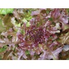 image:imageBurpee Red Salad Bowl Lettuce Seeds 1000 seeds