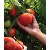 image:imageBurpee Rutgers Heirloom Slicing Tomato 125 NonGMO SeedsBetter Boy Hybrid
