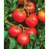 image:imageBurpee Rutgers Heirloom Slicing Tomato 125 NonGMO SeedsBetter Boy Hybrid