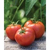 image:imageBurpee Rutgers Heirloom Slicing Tomato 125 NonGMO SeedsBig Boy Hybrid