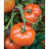 image:imageBurpee Rutgers Heirloom Slicing Tomato 125 NonGMO SeedsBig Boy Hybrid