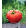 image:imageBurpee Rutgers Heirloom Slicing Tomato 125 NonGMO SeedsBig Daddy Hybrid