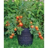 image:imageBurpee Rutgers Heirloom Slicing Tomato 125 NonGMO SeedsBush Early Girl Hybrid