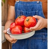 image:imageBurpee Rutgers Heirloom Slicing Tomato 125 NonGMO SeedsCelebrity Hybrid