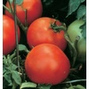 image:imageBurpee Rutgers Heirloom Slicing Tomato 125 NonGMO SeedsCelebrity Hybrid