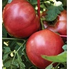 image:imageBurpee Rutgers Heirloom Slicing Tomato 125 NonGMO SeedsCherokee Purple Heirloom