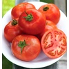 image:imageBurpee Rutgers Heirloom Slicing Tomato 125 NonGMO SeedsEarly Pick VF Hybrid