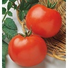 image:imageBurpee Rutgers Heirloom Slicing Tomato 125 NonGMO SeedsRutgers Heirloom