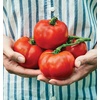 image:imageBurpee Rutgers Heirloom Slicing Tomato 125 NonGMO SeedsRutgers Heirloom