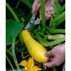 image:imageBurpee Saffron Summer Squash Seeds 100 seeds