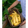 image:imageBurpee Saffron Summer Squash Seeds 100 seeds
