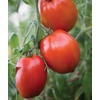 image:imageBurpee San Marzano Heirloom Paste Tomato 75 NonGMO SeedsBig Mama Hybrid