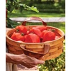 image:imageBurpee San Marzano Heirloom Paste Tomato 75 NonGMO SeedsBig Mama Hybrid