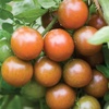 image:imageBurpee San Marzano Heirloom Paste Tomato 75 NonGMO SeedsBlack Pearl