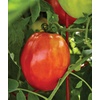 image:imageBurpee San Marzano Heirloom Paste Tomato 75 NonGMO SeedsGladiator Roma