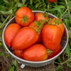 image:imageBurpee San Marzano Heirloom Paste Tomato 75 NonGMO SeedsGladiator Roma