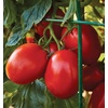 image:imageBurpee San Marzano Heirloom Paste Tomato 75 NonGMO SeedsRoma Organic