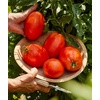 image:imageBurpee San Marzano Heirloom Paste Tomato 75 NonGMO SeedsSuper Sauce Hybrid