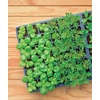 image:imageBurpee SelfWatering Seed Starter Tray 72 Cells32 XL Cell Self Watering Kit
