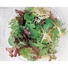 image:imageBurpee Spicy Mix Mesclun Seeds 1500 seeds