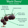image:imageBurpee Super Sweet 100 Hybrid Cherry Tomato 50 NonGMO SeedsBlack Cherry