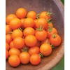 image:imageBurpee Super Sweet 100 Hybrid Cherry Tomato 50 NonGMO SeedsSun Gold Hybrid