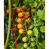 image:imageBurpee Super Sweet 100 Hybrid Cherry Tomato 50 NonGMO SeedsSun Gold Hybrid