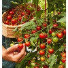 image:imageBurpee Super Sweet 100 Hybrid Cherry Tomato 50 NonGMO SeedsSuper Sweet 100