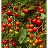 image:imageBurpee Super Sweet 100 Hybrid Cherry Tomato 50 NonGMO SeedsSuper Sweet 100