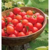 image:imageBurpee Super Sweet 100 Hybrid Cherry Tomato 50 NonGMO SeedsSuper Sweet 100
