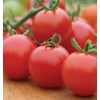 image:imageBurpee Super Sweet 100 Hybrid Cherry Tomato 50 NonGMO SeedsSuper Sweet 100