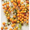 image:imageBurpee Super Sweet 100 Hybrid Cherry Tomato 50 NonGMO SeedsYellow Currant