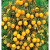 image:imageBurpee Super Sweet 100 Hybrid Cherry Tomato 50 NonGMO SeedsYellow Currant