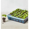 image:imageBurpee SuperSeed Seed Starting Tray  36 Cell Reusable Seed Starter Tray  for Starting Vegetable Flower amp Herb Seeds  Indoor Grow Kit for Plant Seedlings  for Germination Success36 Cells
