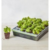 image:imageBurpee SuperSeed Seed Starting Tray  36 Cell Reusable Seed Starter Tray  for Starting Vegetable Flower amp Herb Seeds  Indoor Grow Kit for Plant Seedlings  for Germination Success16 Cells