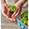 image:imageBurpee SuperSeed Seed Starting Tray  36 Cell Reusable Seed Starter Tray  for Starting Vegetable Flower amp Herb Seeds  Indoor Grow Kit for Plant Seedlings  for Germination Success36 Cells