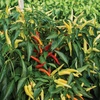 image:imageBurpee Sweet Savour Hybrid Sweet Pepper Seeds 25 seeds