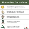 image:imageBurpee Sweet Success Slicing Cucumber Seeds 20 NonGMO seedsMarketmore