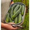 image:imageBurpee Sweet Success Slicing Cucumber Seeds 20 NonGMO seedsMarketmore