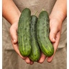 image:imageBurpee Sweet Success Slicing Cucumber Seeds 20 NonGMO seedsMarketmore