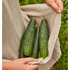 image:imageBurpee Sweet Success Slicing Cucumber Seeds 20 NonGMO seedsMarketmore