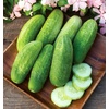 image:imageBurpee Sweet Success Slicing Cucumber Seeds 20 NonGMO seedsPickler