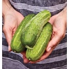 image:imageBurpee Sweet Success Slicing Cucumber Seeds 20 NonGMO seedsPickler