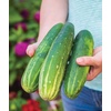image:imageBurpee Sweet Success Slicing Cucumber Seeds 20 NonGMO seedsStraight Eight
