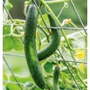 image:imageBurpee Sweet Success Slicing Cucumber Seeds 20 NonGMO seedsSummer Dance